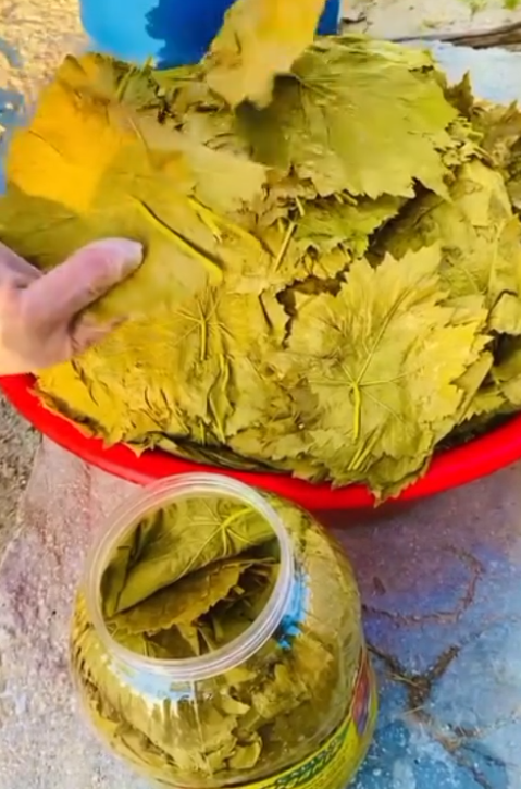 Akhisar Asma Yaprağı - Brut 2kg-Net 1.7Kg